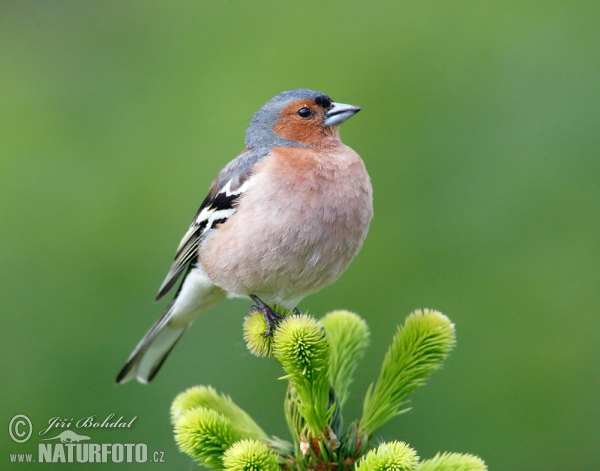 Pinka lesná (Fringilla coelebs)