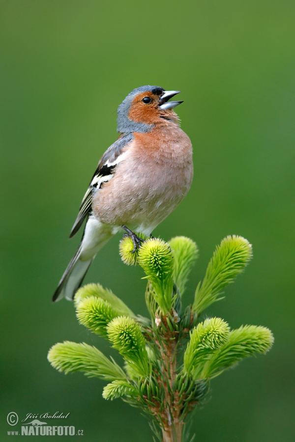 Pinka lesná (Fringilla coelebs)