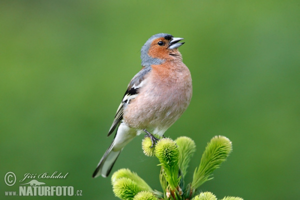 Pinka lesná (Fringilla coelebs)