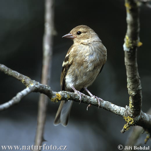 Pinka lesná (Fringilla coelebs)