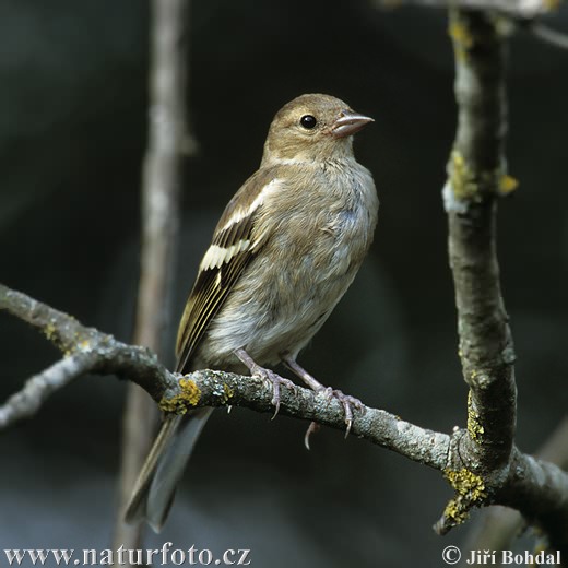 Pinka lesná (Fringilla coelebs)