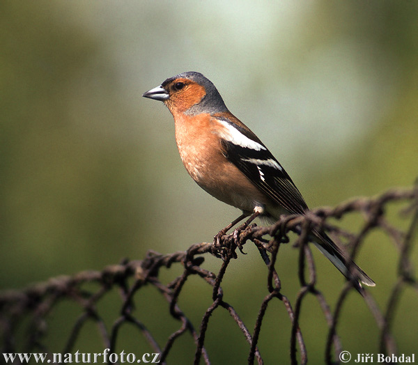 Pinka lesná (Fringilla coelebs)