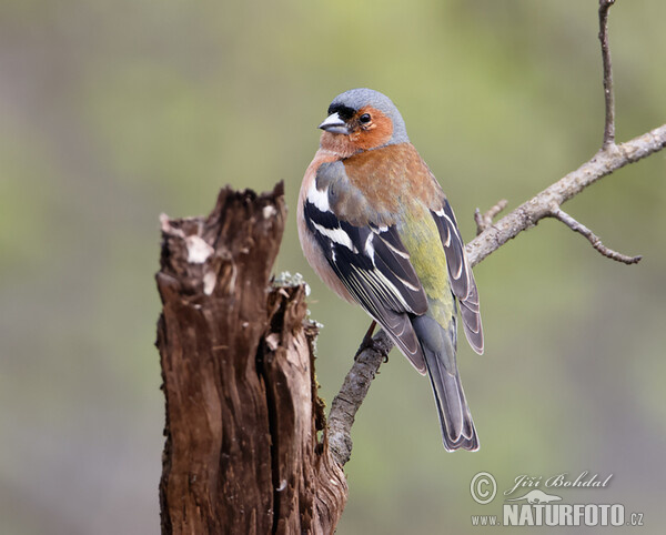 Pinka lesná (Fringilla coelebs)