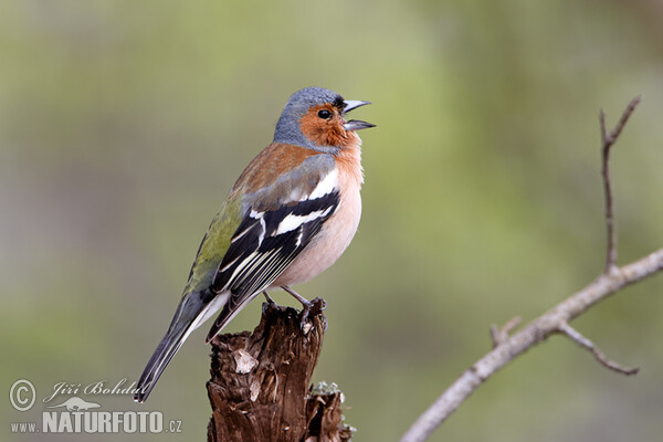 Pinka lesná (Fringilla coelebs)