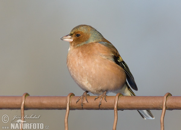 Pinka lesná (Fringilla coelebs)