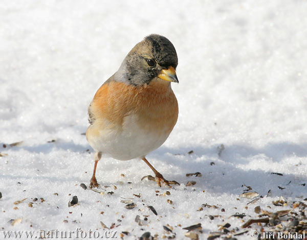 Pinka severská (Fringilla montifringilla)