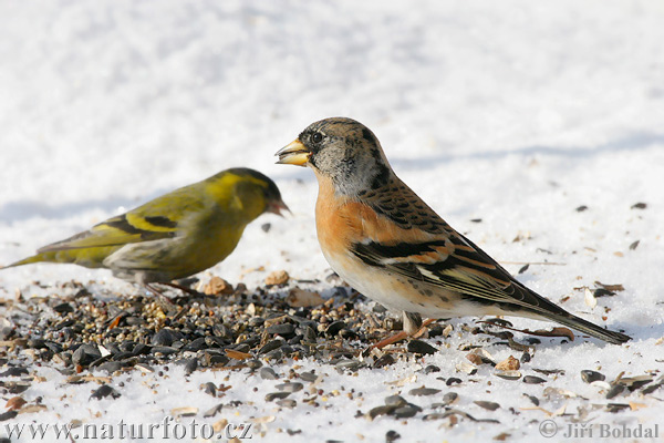 Pinka severská (Fringilla montifringilla)