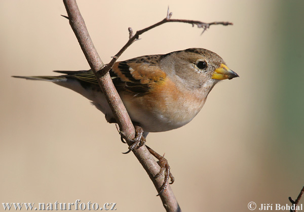 Pinka severská (Fringilla montifringilla)