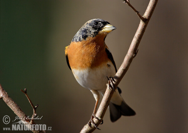 Pinka severská (Fringilla montifringilla)