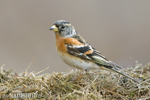 Pinka severská (Fringilla montifringilla)