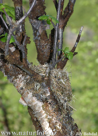 Pinka severská (Fringilla montifringilla)