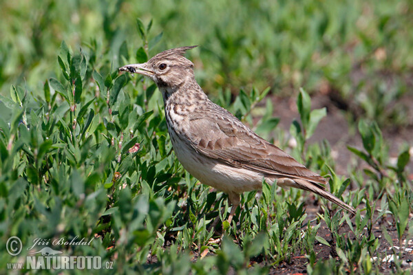 Pipíška chochlatá (Galerida cristata)