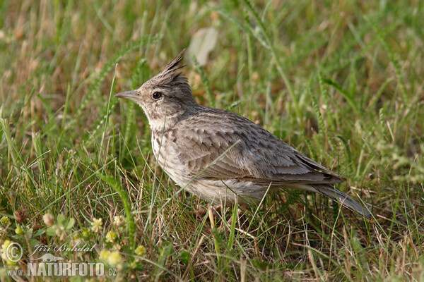 Pipíška chochlatá (Galerida cristata)