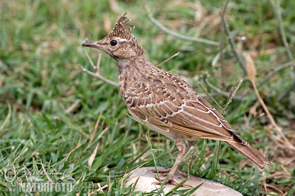 Pipíška chochlatá (Galerida cristata)