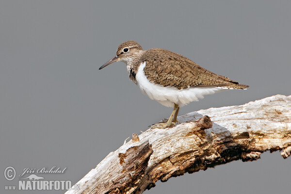 Pisík obecný (Actitis hypoleucos)