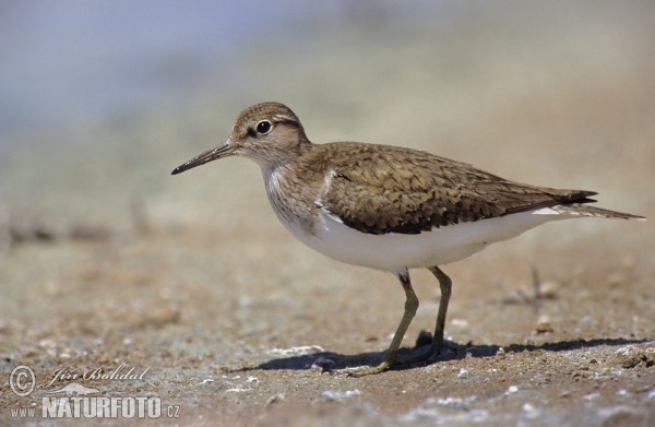 Pisík obecný (Actitis hypoleucos)