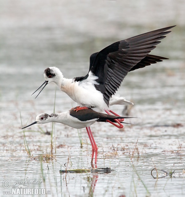 Pisila čáponohá (Himantopus himantopus)