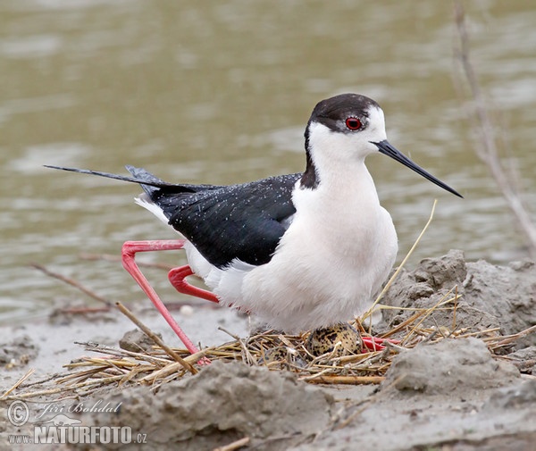 Pisila čáponohá (Himantopus himantopus)