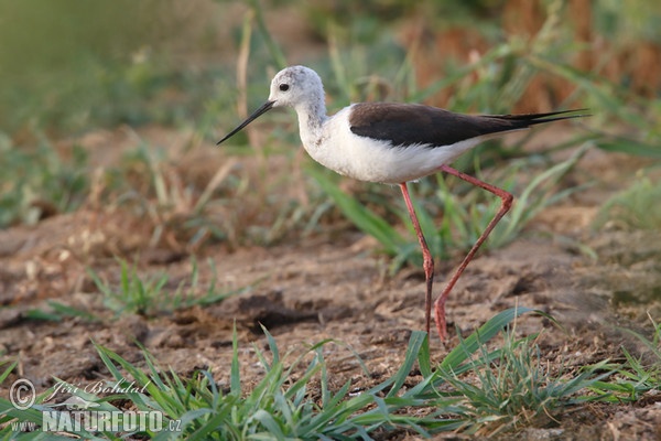 Pisila čáponohá (Himantopus himantopus)