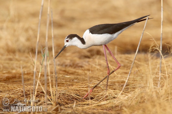 Pisila čáponohá (Himantopus himantopus)