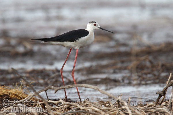 Pisila čáponohá (Himantopus himantopus)