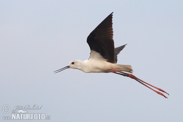 Pisila čáponohá (Himantopus himantopus)