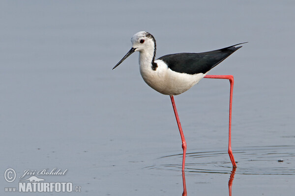 Pisila čáponohá (Himantopus himantopus)