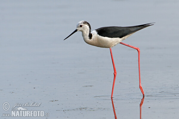 Pisila čáponohá (Himantopus himantopus)