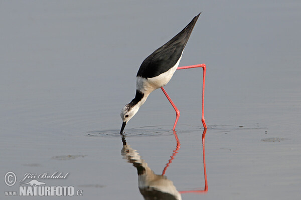 Pisila čáponohá (Himantopus himantopus)