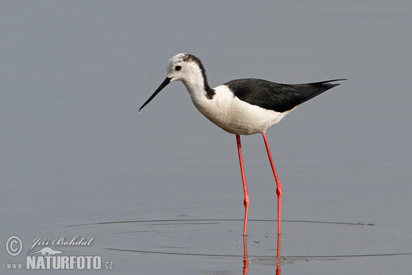 Pisila čáponohá (Himantopus himantopus)