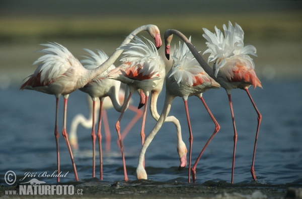 Plameňák růžový (Phoenicopterus roseus)