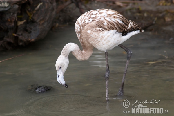 Plameňák růžový (Phoenicopterus roseus)