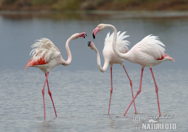 Plameňák růžový (Phoenicopterus roseus)