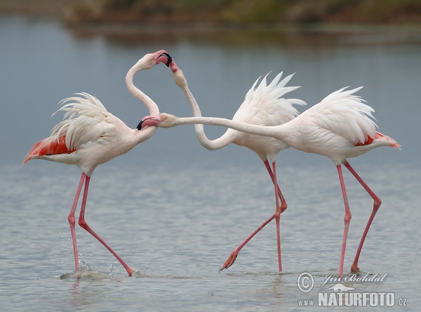 Plameňák růžový (Phoenicopterus roseus)