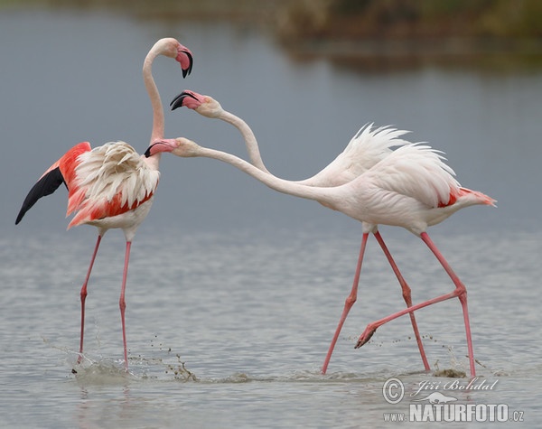 Plameňák růžový (Phoenicopterus roseus)