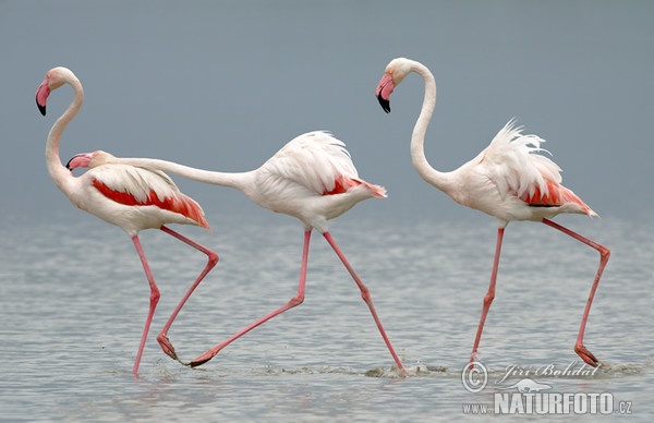 Plameňák růžový (Phoenicopterus roseus)