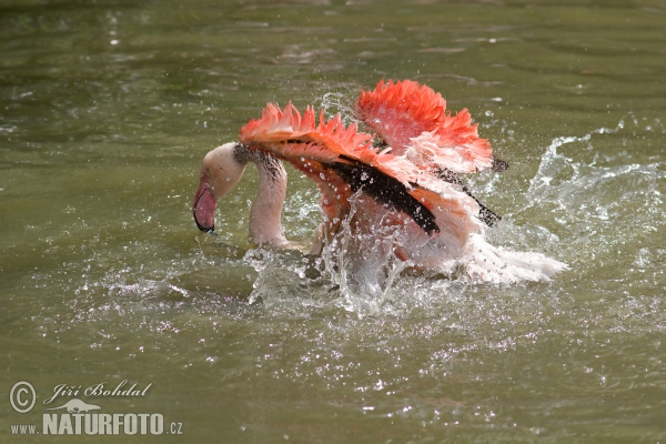 Plameňák růžový (Phoenicopterus roseus)