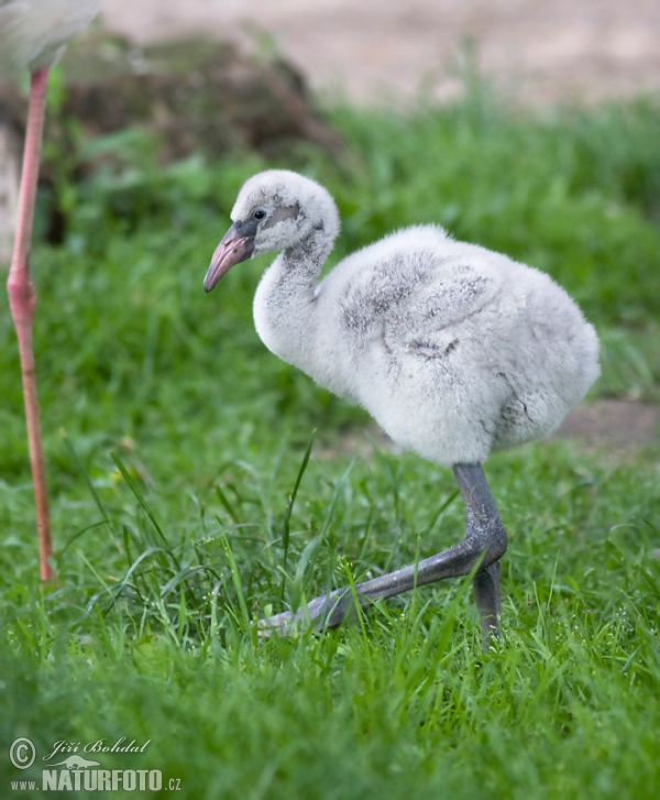 Plameňák růžový (Phoenicopterus roseus)