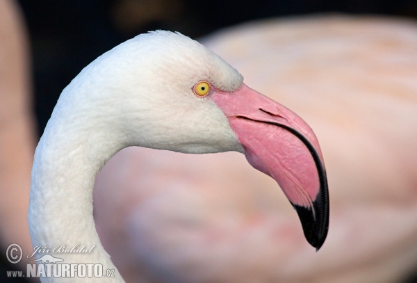 Plameňák růžový (Phoenicopterus roseus)