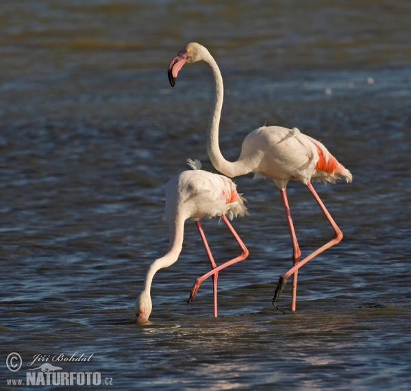 Plameňák růžový (Phoenicopterus roseus)