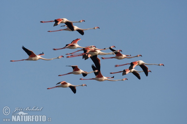 Plameňák růžový (Phoenicopterus roseus)