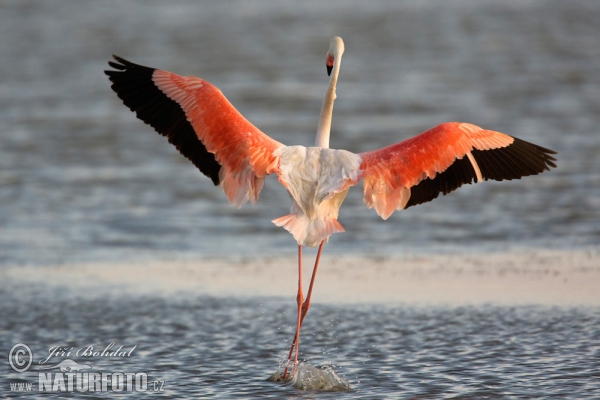 Plameňák růžový (Phoenicopterus roseus)