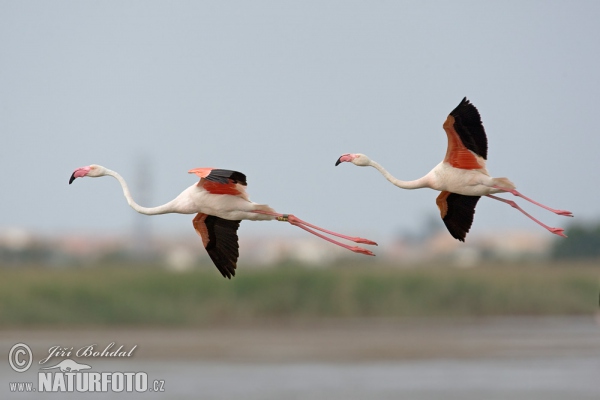 Plameňák růžový (Phoenicopterus roseus)