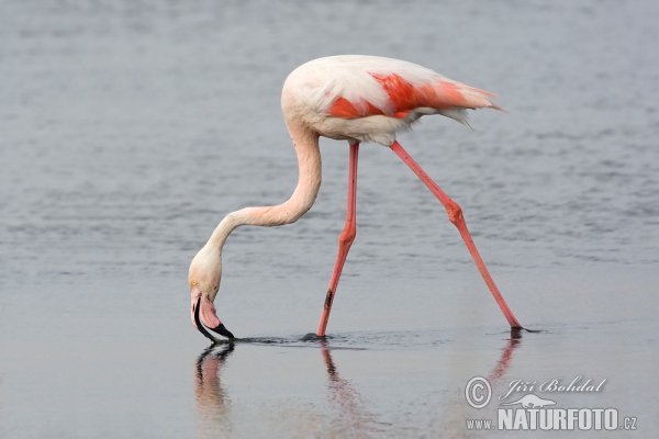 Plameňák růžový (Phoenicopterus roseus)