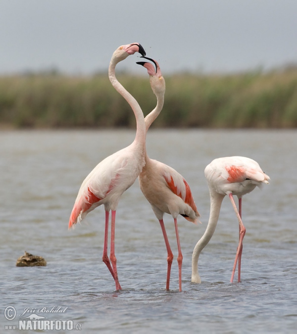 Plameňák růžový (Phoenicopterus roseus)