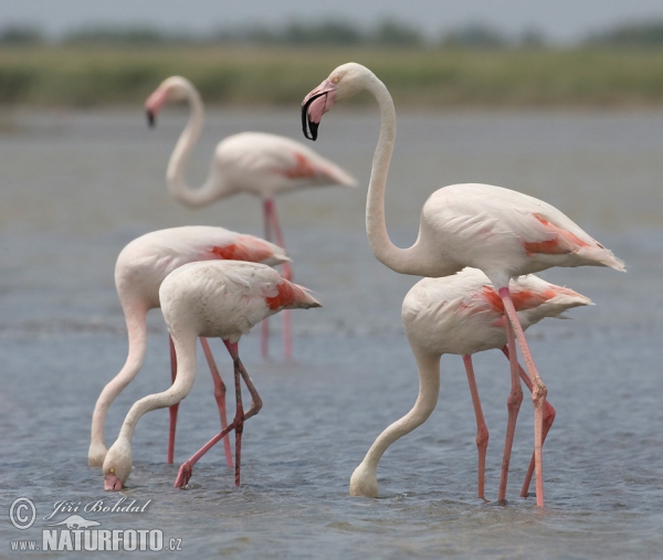 Plameňák růžový (Phoenicopterus roseus)