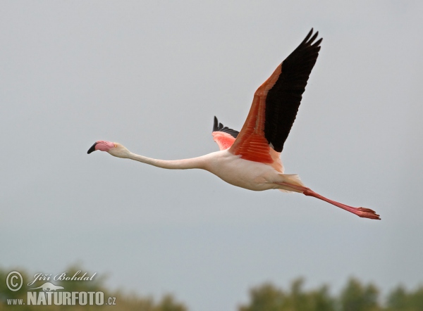 Plameňák růžový (Phoenicopterus roseus)