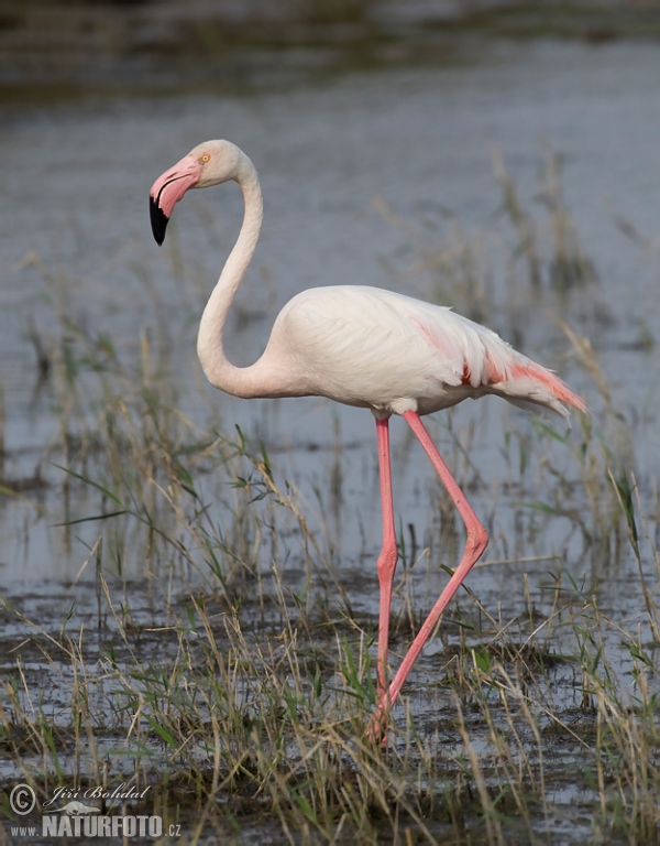 Plameňák růžový (Phoenicopterus roseus)