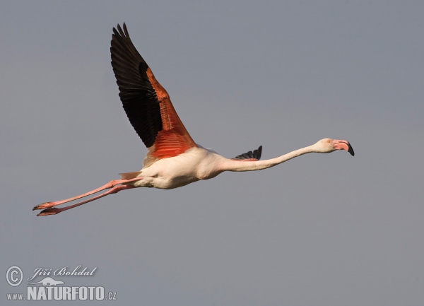 Plameňák růžový (Phoenicopterus roseus)