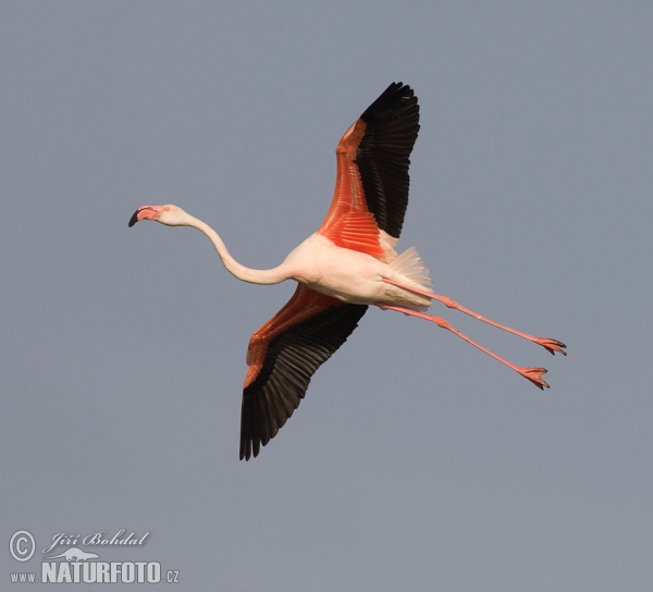 Plameňák růžový (Phoenicopterus roseus)